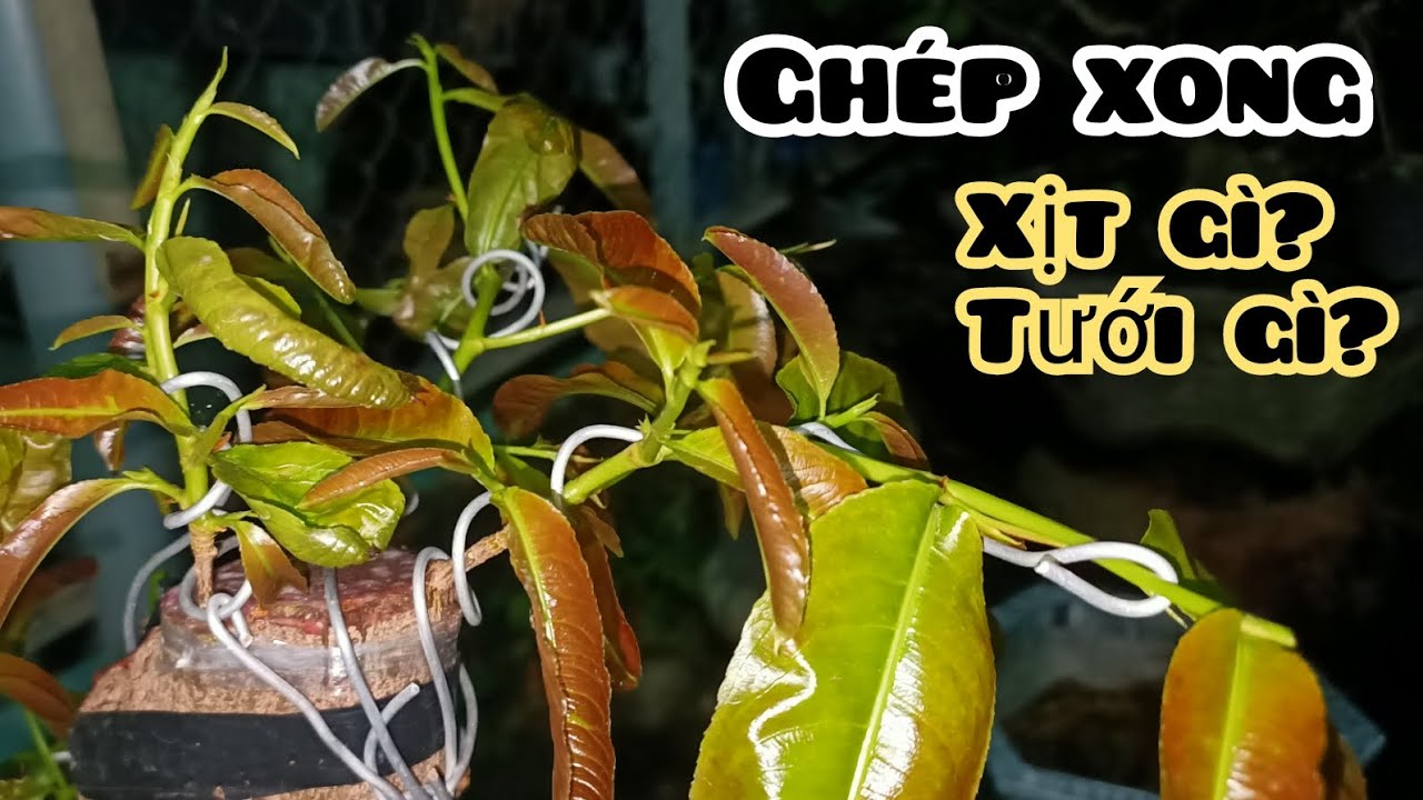 Chăm sóc mai ghép - để bo ghép phát triển đều , mạnh | 5 điểm cần chú ý.