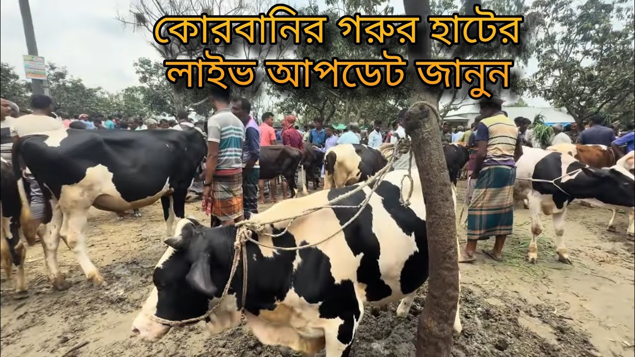 ২০২৫ কোরবানির হাটে বিশাল ষাঁড়! দাম শুনলে চমকে যাবেন | qurbani gorur hat 2025 |গরুর হাট বাজার