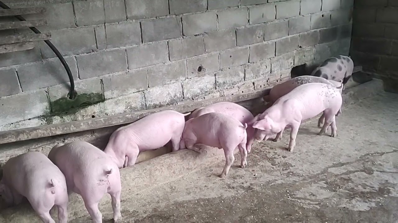 Porco de raça 🐖