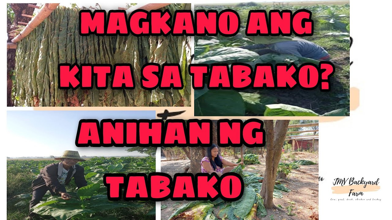 Taniman ng tabako | Kita sa tabako | JMV Backyard Farm