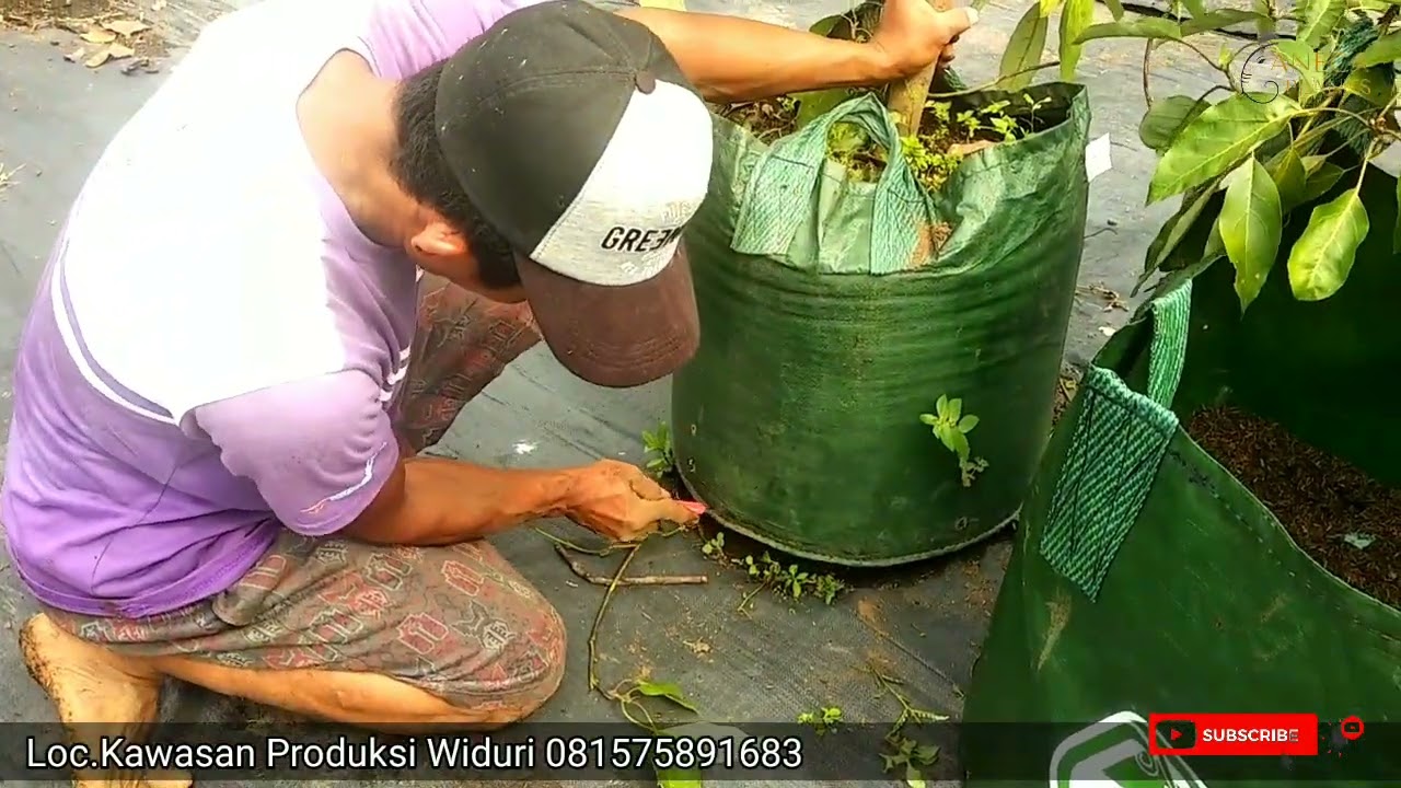 CARA GANTI  MEDIA TANAM (OPER PLANTERBAG 150lt) Pada TABULAMPOT ALPUKAT