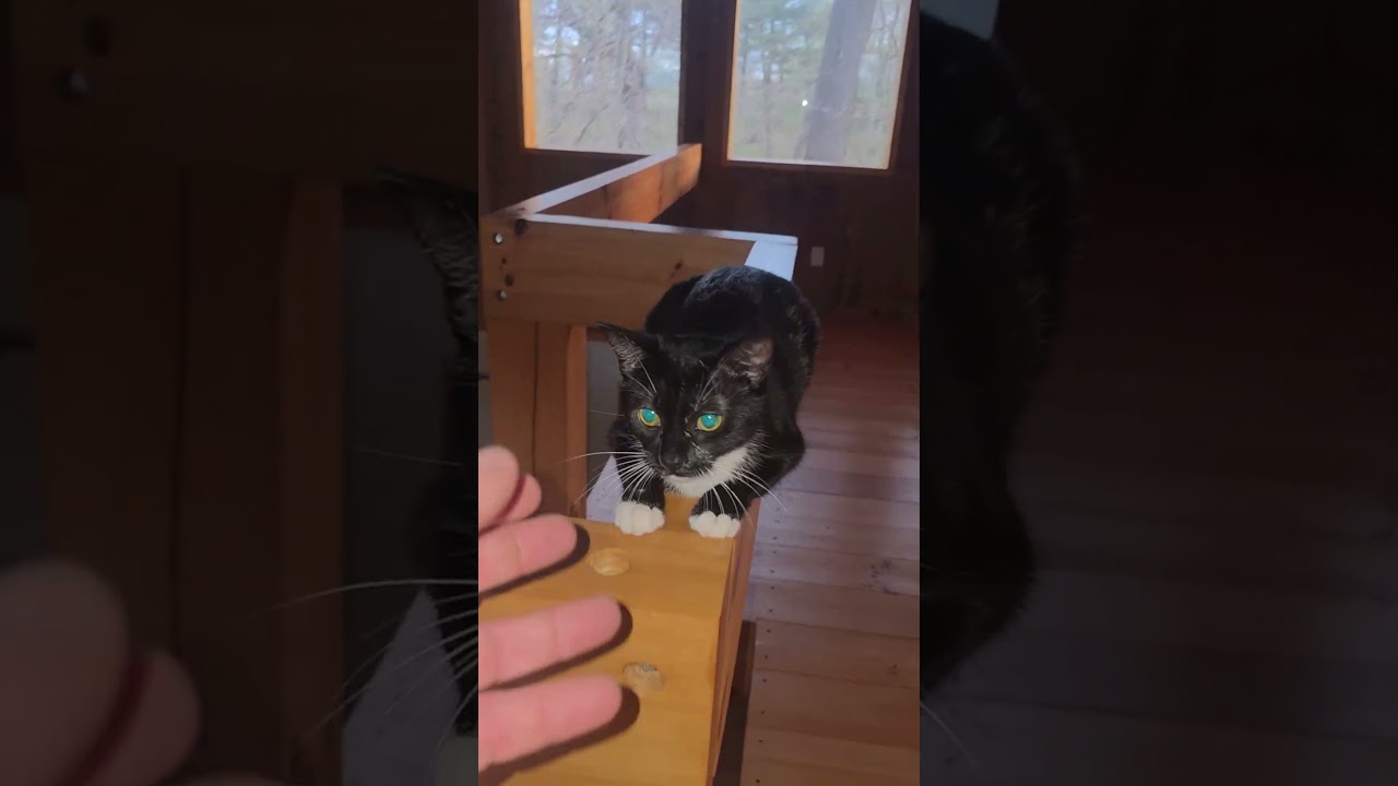 GRWM и койот! #weavethecoyote #cute #animals #animal #nature #wildlife #cat #love ##pets #pet