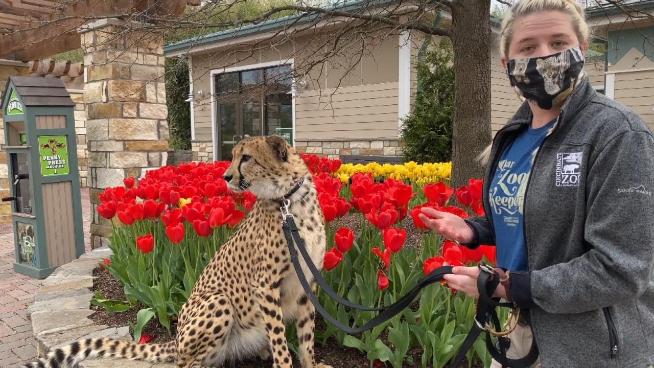Follow a Zookeeper as She Cares for Cheetahs at Closed Zoo