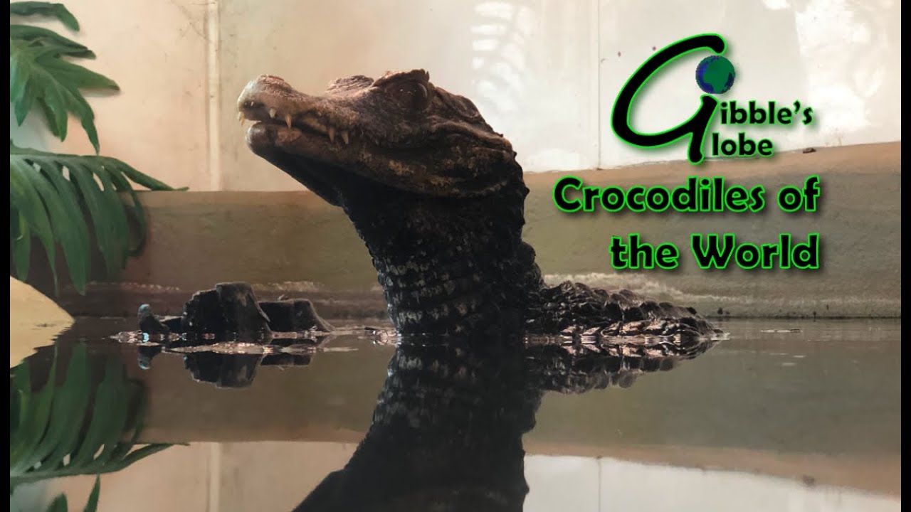 Crocodiles of the World