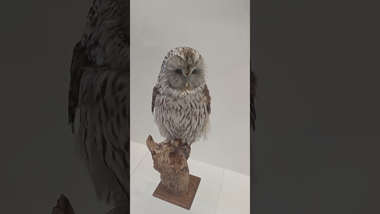 😳 dieren museum #wildlife #animals #museum #dieren #natuurgebied