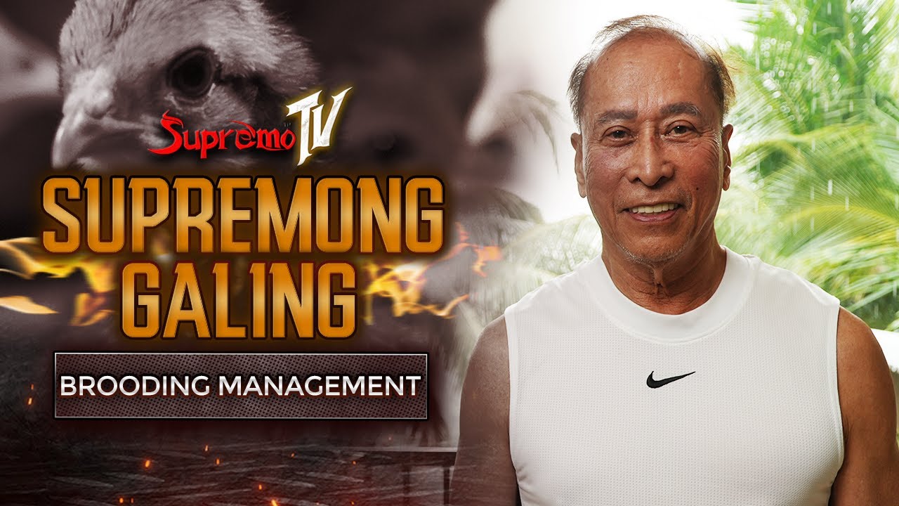 Supremong Galing: Brooding Management | Supremo TV Episode 1