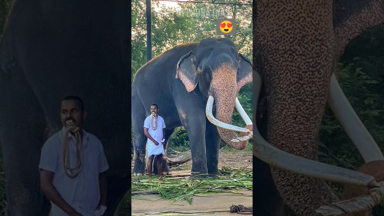 katharagama wasana
