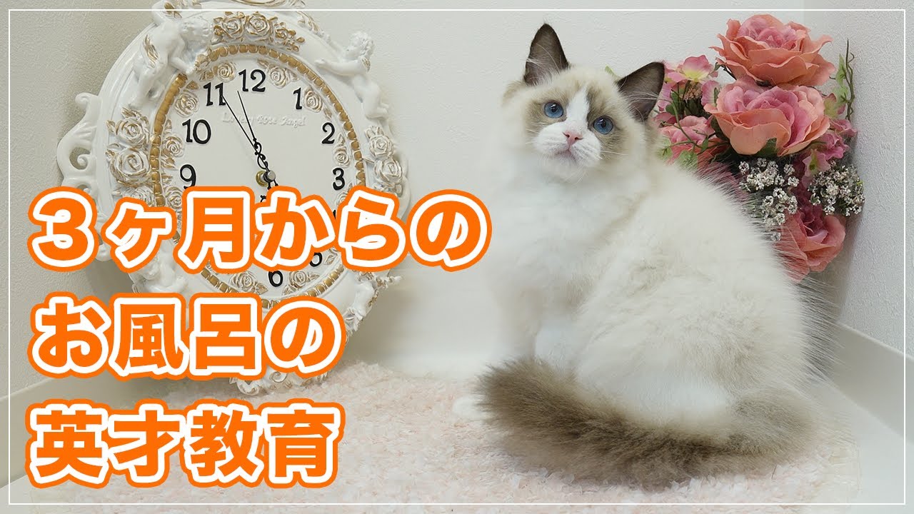 【マリィちゃん】お返事上手な子猫ちゃん、３ヶ月の時からお風呂の英才教育を始めたら将来は安泰ですね【ラグドール】