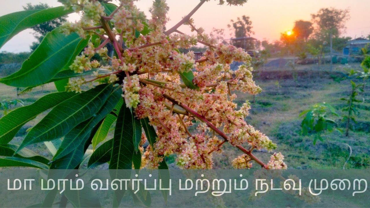 மா மரம் வளர்ப்பு மற்றும் நடவு முறை|Mango farming