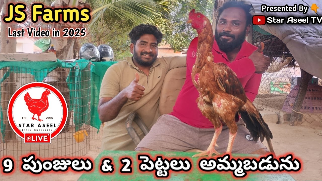 JS Farms Nellore వారి 9 పుంజులు 2 పెట్టలు అమ్మబడును||8143504691||Reasonable Prices||#StarAseelTV...!