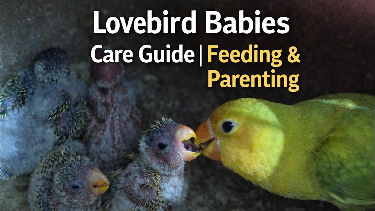 “From Eggs to Flying 🐣➡️🐦| Lovebird Babies Growth Journey” #birds #talkingparot #lovebird #cute #fyp