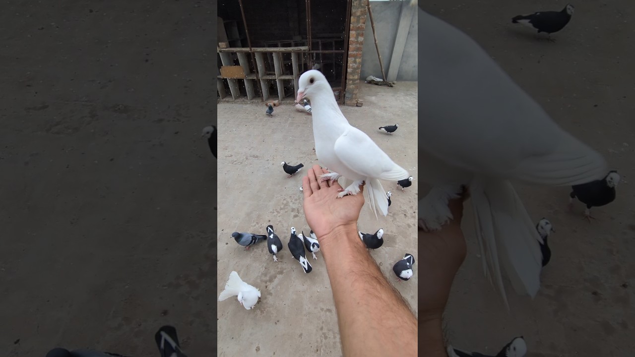 Lucky Kabootar ki video &hearts;️  || #shorts #pigeon