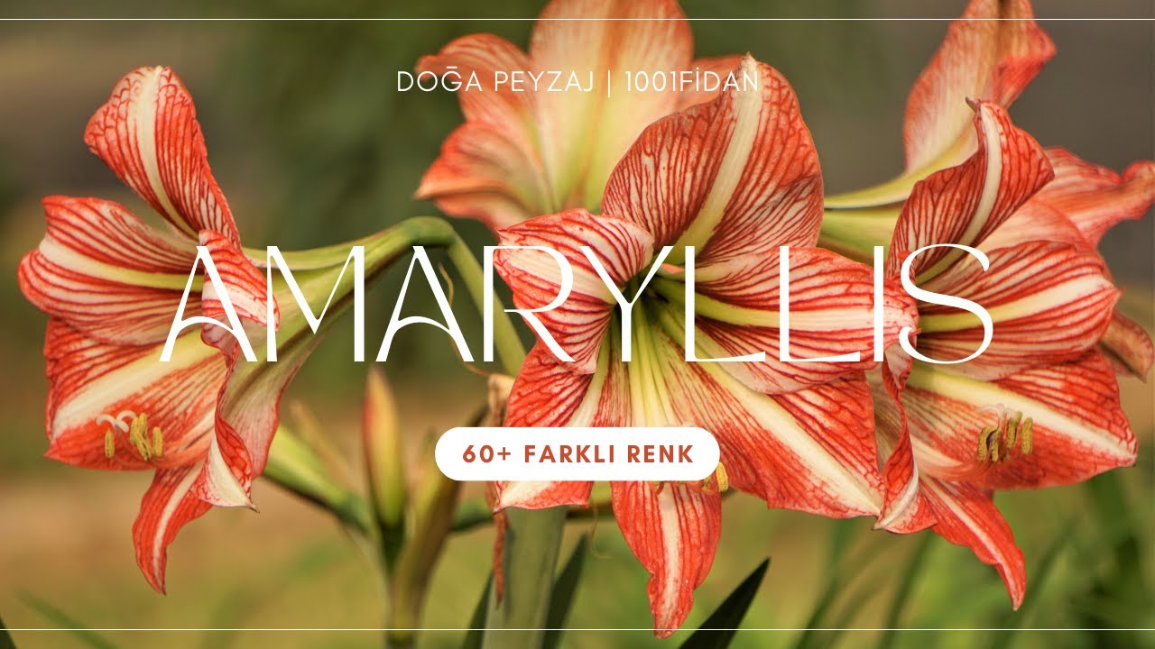Amaryllis Üretim Serası Turu | DOĞA PEYZAJ | 1001fidan
