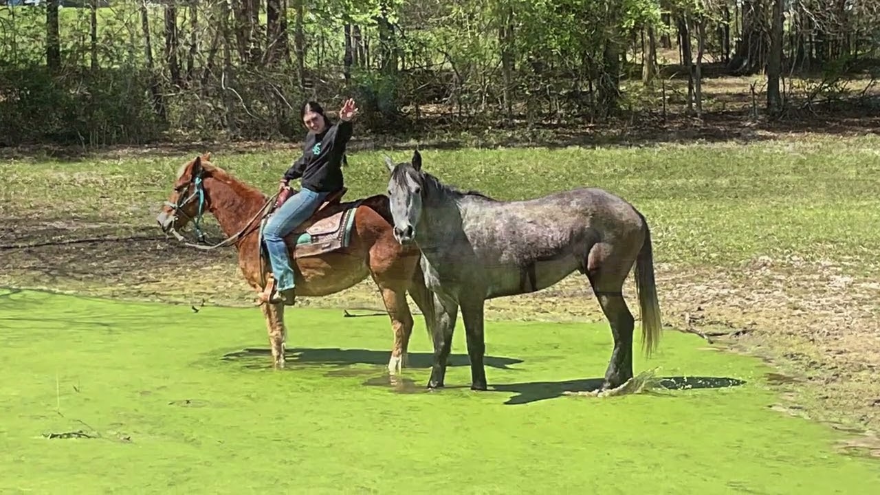 Stockman. XBRED Sorrel Gelding Bombproof Babysitter 