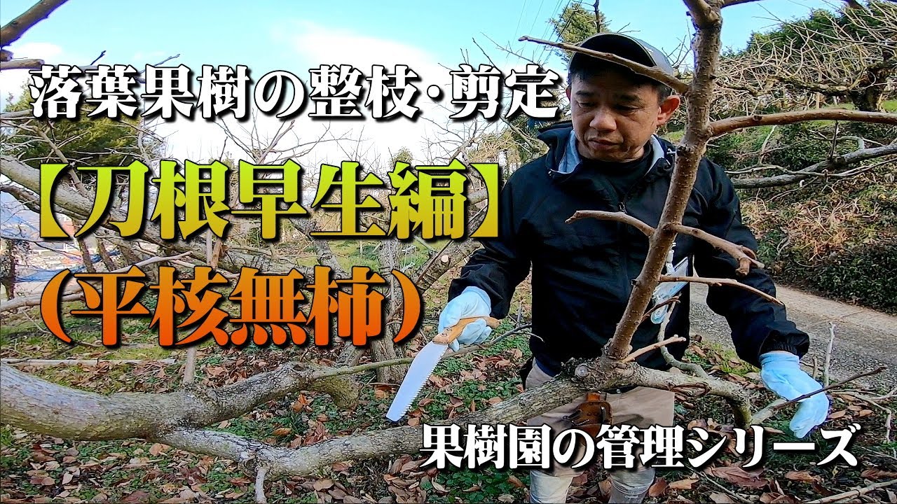 落葉果樹【刀根早生柿】整枝･剪定の基本（柿の剪定）
