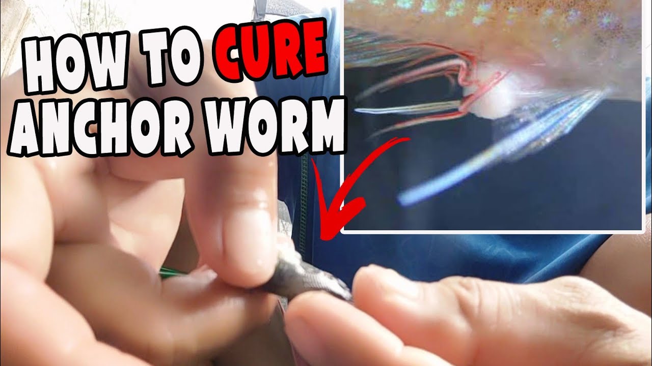 Complete Guide on how to remove and cure anchor worm parasite in your fish!
