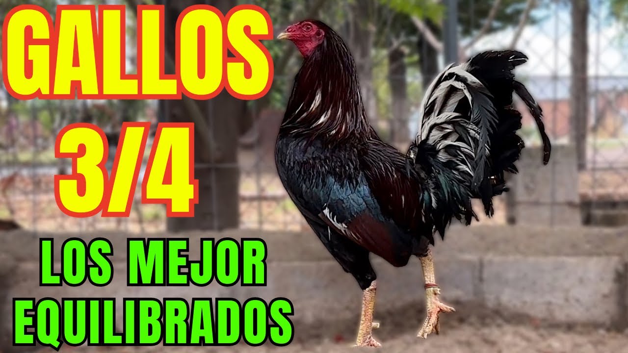 GALLOS 3/4.... LOS GALLOS MEJOR EQUILIBRADOS