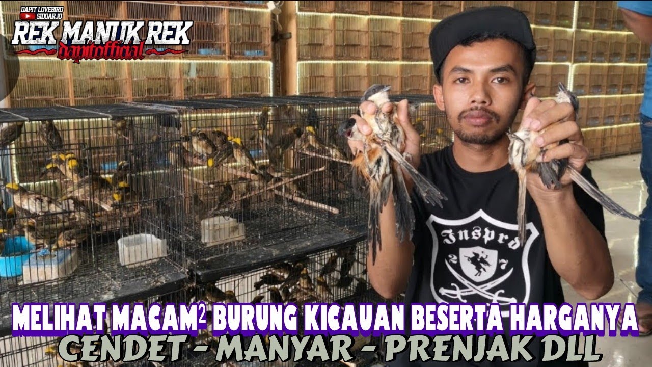 MELIHAT MACAM² BURUNG KICAUAN BESERTA HARGANYA !!! CENDET - MANYAR - PRENJAK DLL