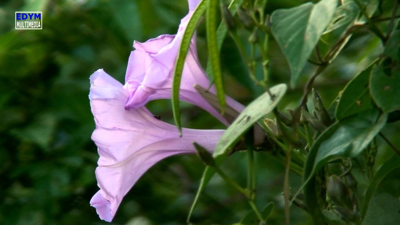 Jardín amazónico...