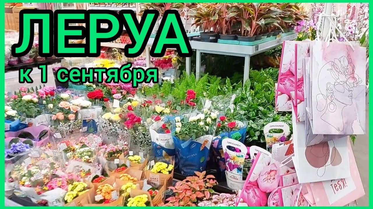 К 1 сентября ГОТОВ! #ЛеруаМерлен 🌸 #новые #цветы 🌿 #орхидеи 🌸 #цикламены #розы #растения #Липецк