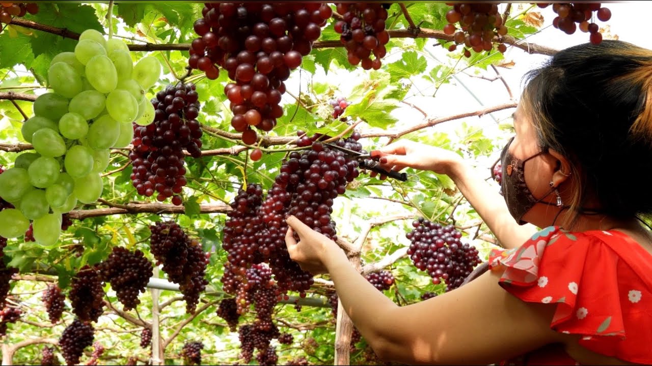 Amazing Grape Harvesting and Grape Picking - Thai Street Food
