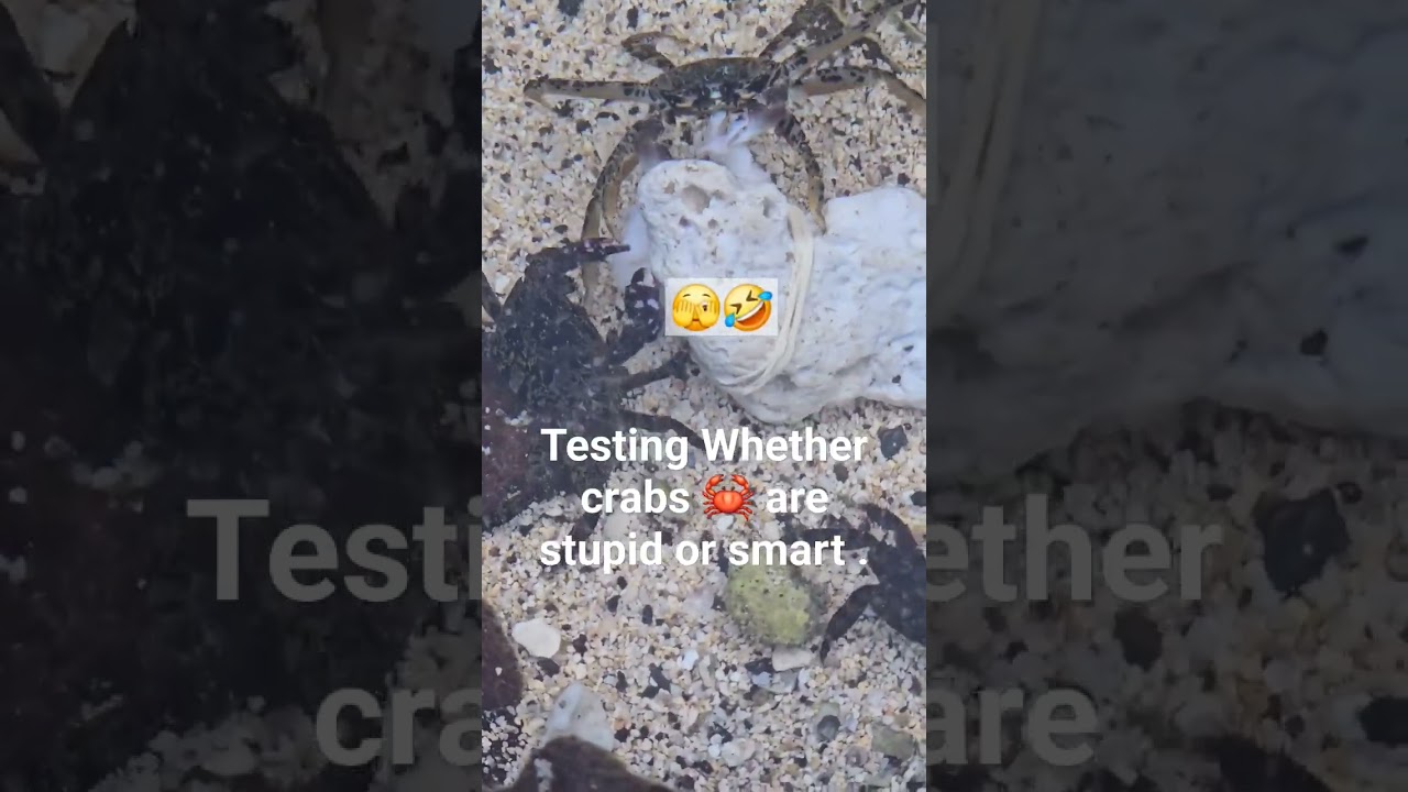 👉 🦀 Can this crab find the food hidden under the stone?