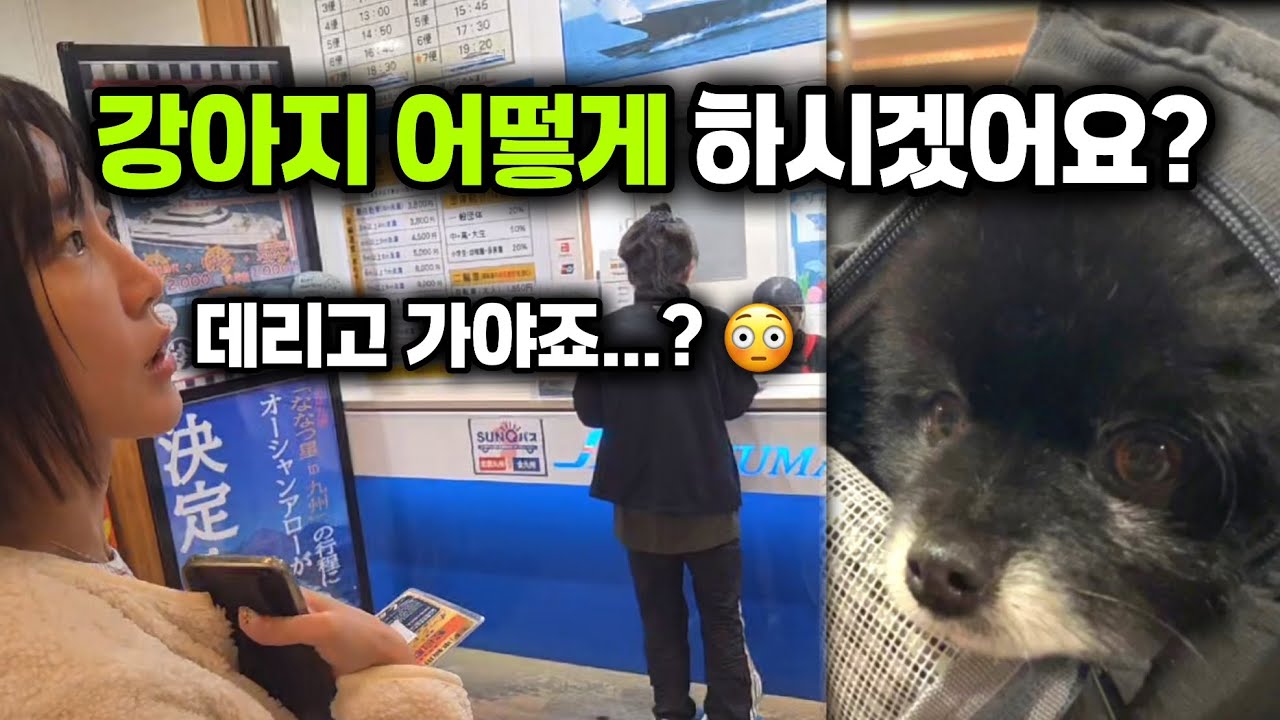 강아지랑 일본 페리 탔다가 당황했어요 😅 | 내 차로 일본여행 (쿠마모토→시마바라)