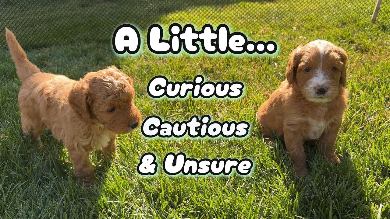 First Steps Into the Backyard | 5-Week-Old Pups Explore Their World