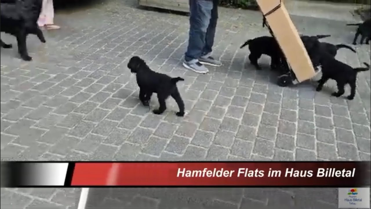 Hamfelder Flat-Coated Retriever-Welpen besuchen Pflegeheim Haus Billetal. Welpen-Sozialisierung 2025