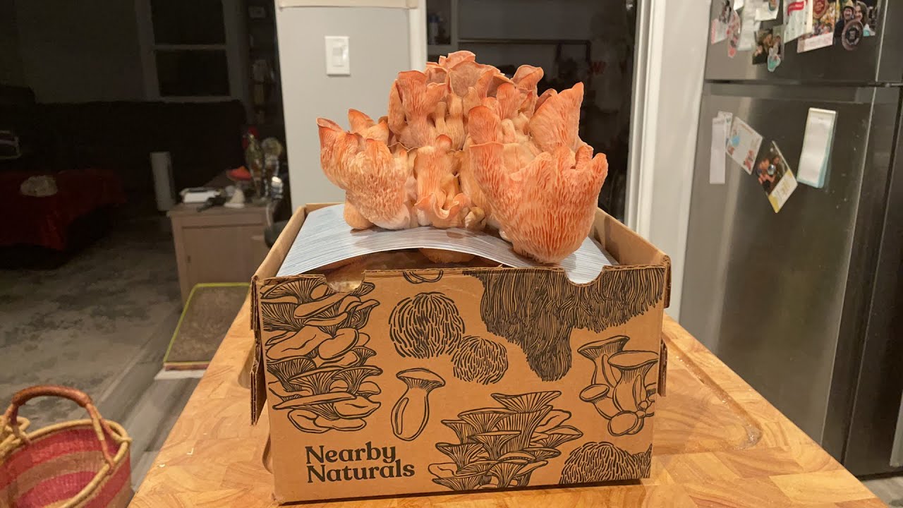 Harvesting Pink Oyster Mushrooms from Nearby Naturals
