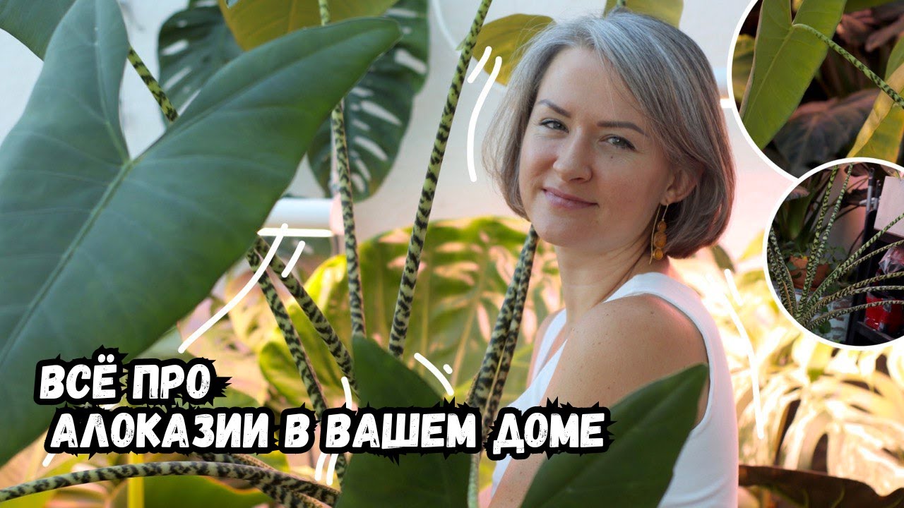 Всё про алоказии в вашем доме