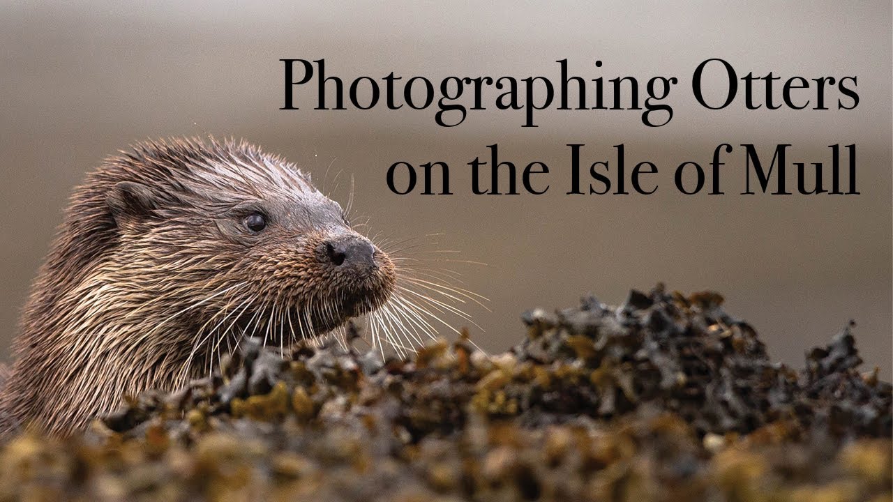 Photographing Otters on the Isle Of Mull
