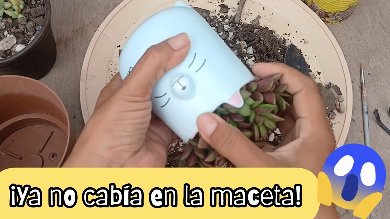 ¡Llevaban años en la misma MACETA 😬!  Trasplante de  Sucuculentas. 