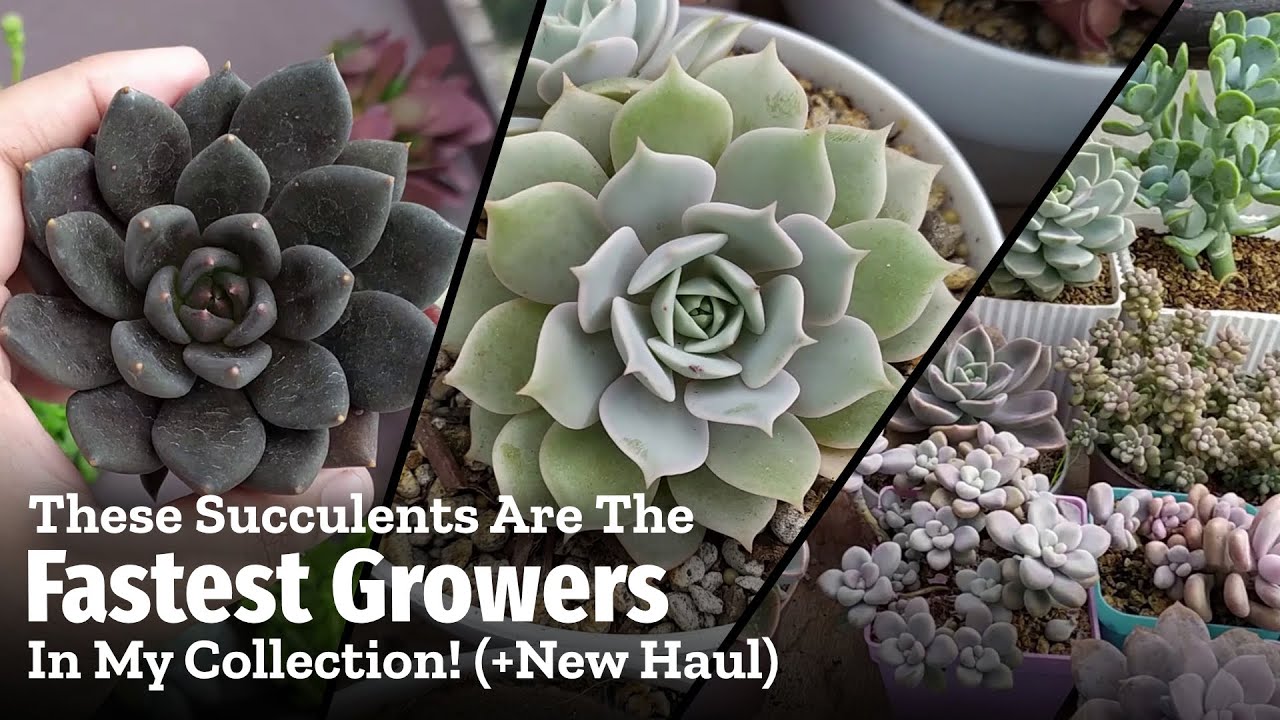 The FASTEST GROWING Succulents In My Collection (+New Plant Haul)
