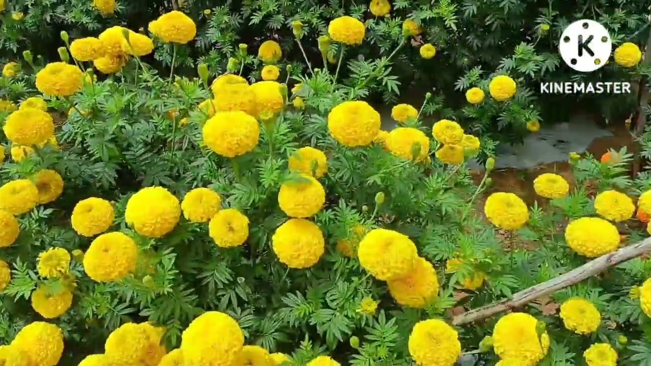 #Super Yellow & #Super Orange Field #East West Seeds #rvnsfarming