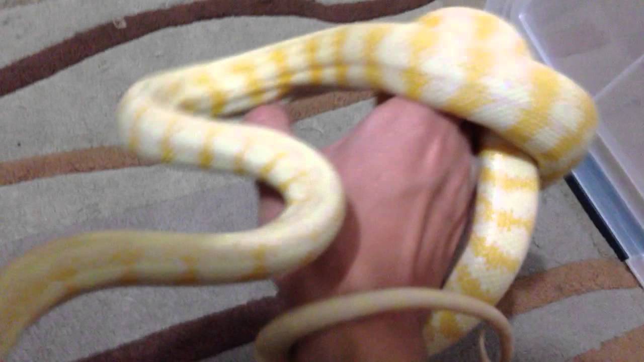 Albino Darwin carpet python