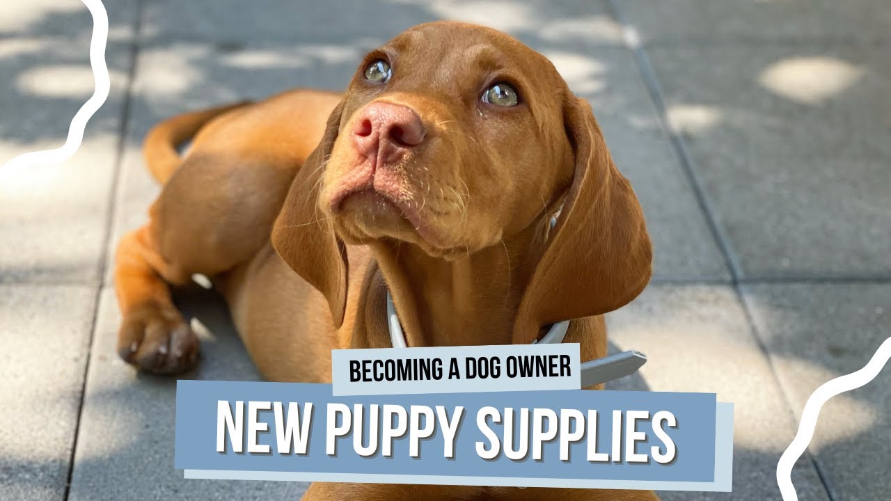 New Puppy Essentials: Must-Have Supplies for Your Puppy