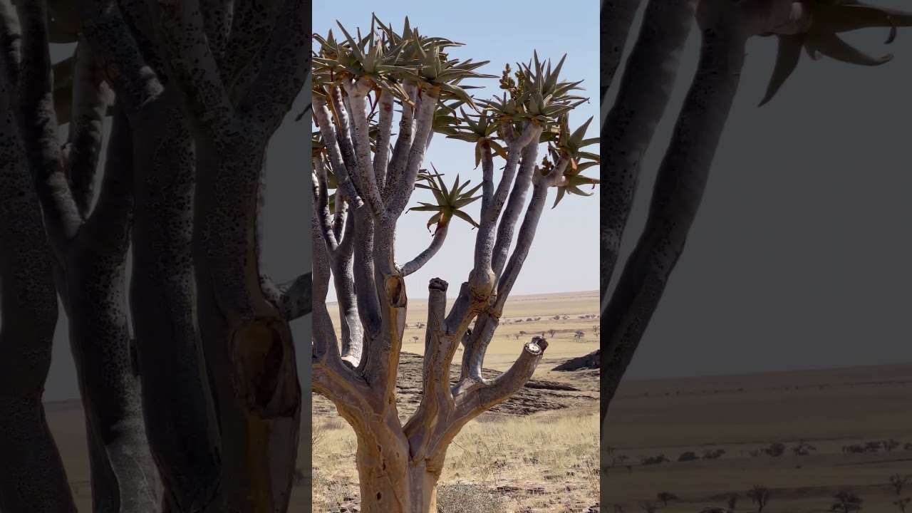 Quiver tree, unique tree in Southern Africa in quite landscape