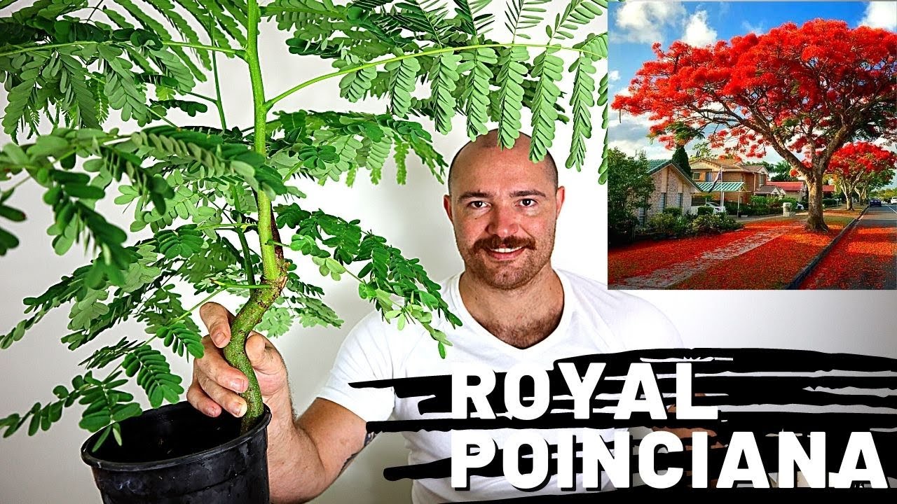 Repotting a seed grown Royal Poinciana Bonsai | Growing Royal Poinciana From Seed Part 4