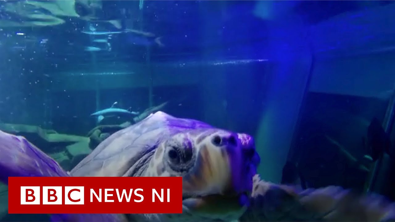 Washed up turtle flown back to the wild - BBC News NI
