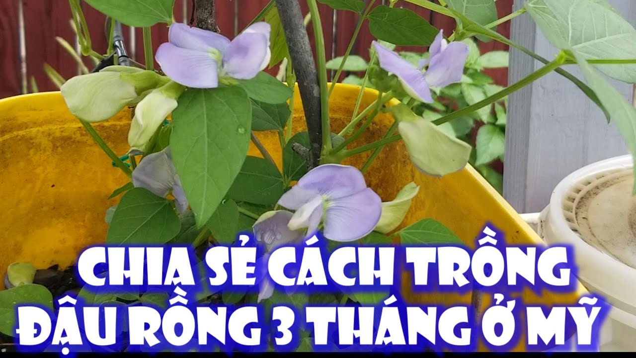 chia sẻ cách trồng đậu rồng 3 tháng ở mỹ