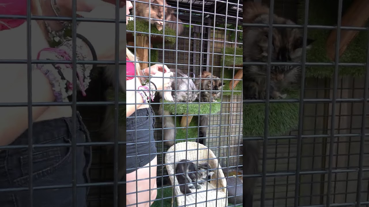 MaineCoon katten krijgen wat ZEEVIS die ik heb gevangen. Vinden ze dat lekker? 