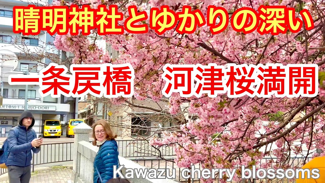 2026年3月7日 晴明神社とゆかりの深い一条戻橋の河津桜🌸が満開 Kawazu cherry blossoms, Ichijo Modoribashi Bridge