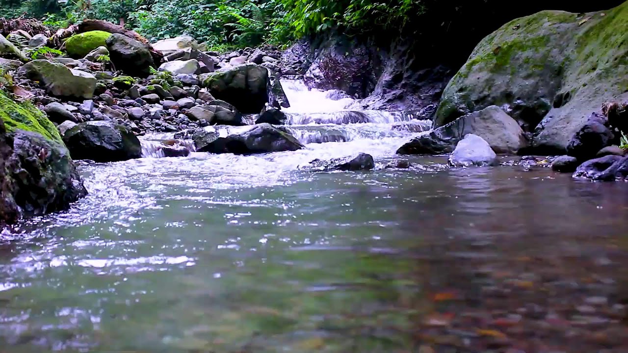 Deep Forest Stream Flowing | Calming White Noise Water Sounds for Sleep