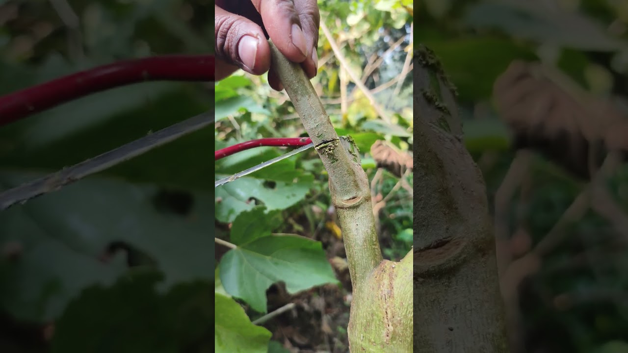 Tree Cutting ASMR Lesson 