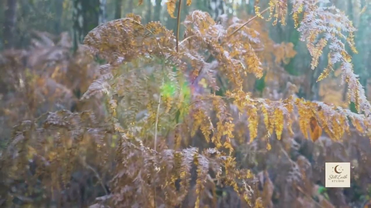 Frozen Autumn Silence | Last Leaves Falling, Cold Morning Forest (1 Hour, No Sound)