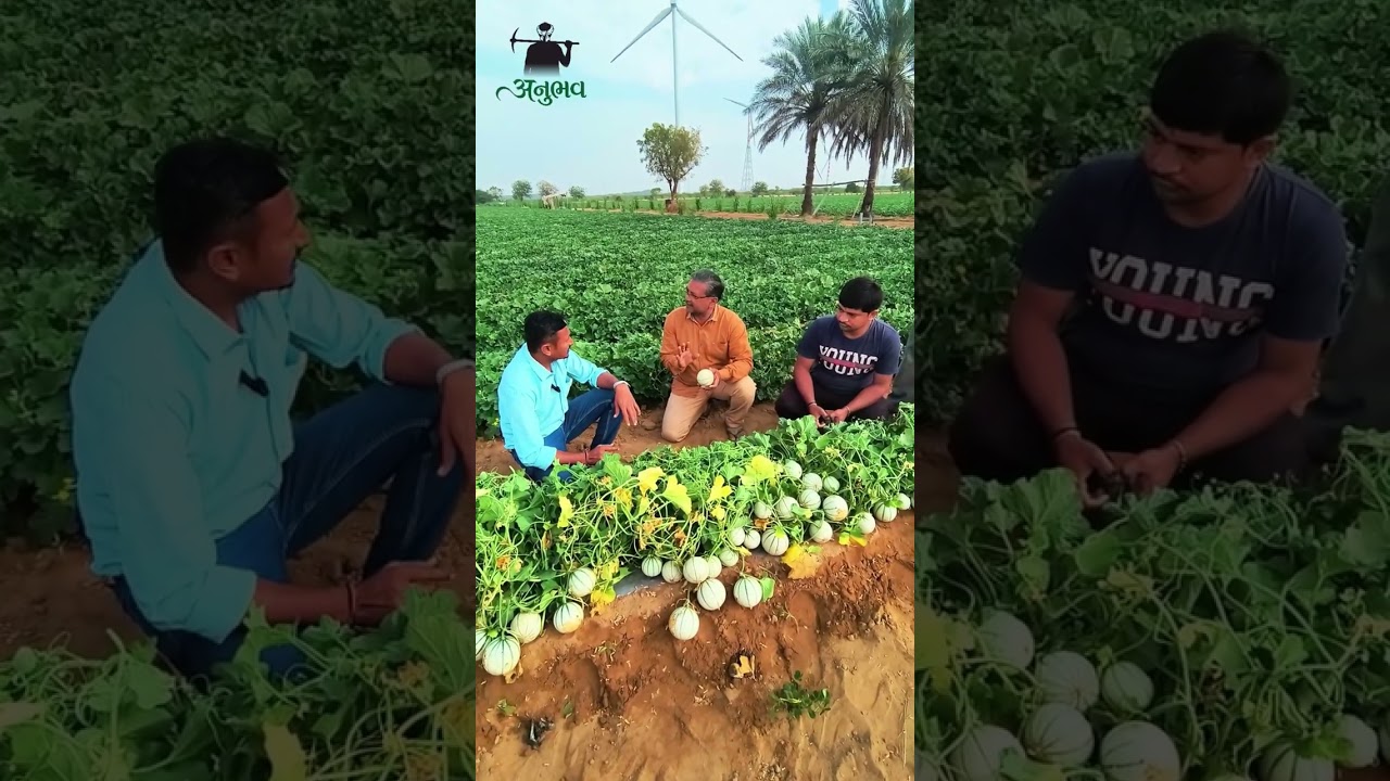 ટેટીમાં ખેડૂતે ભાવ નક્કી કરવા શુ કરવું જોઈએ 