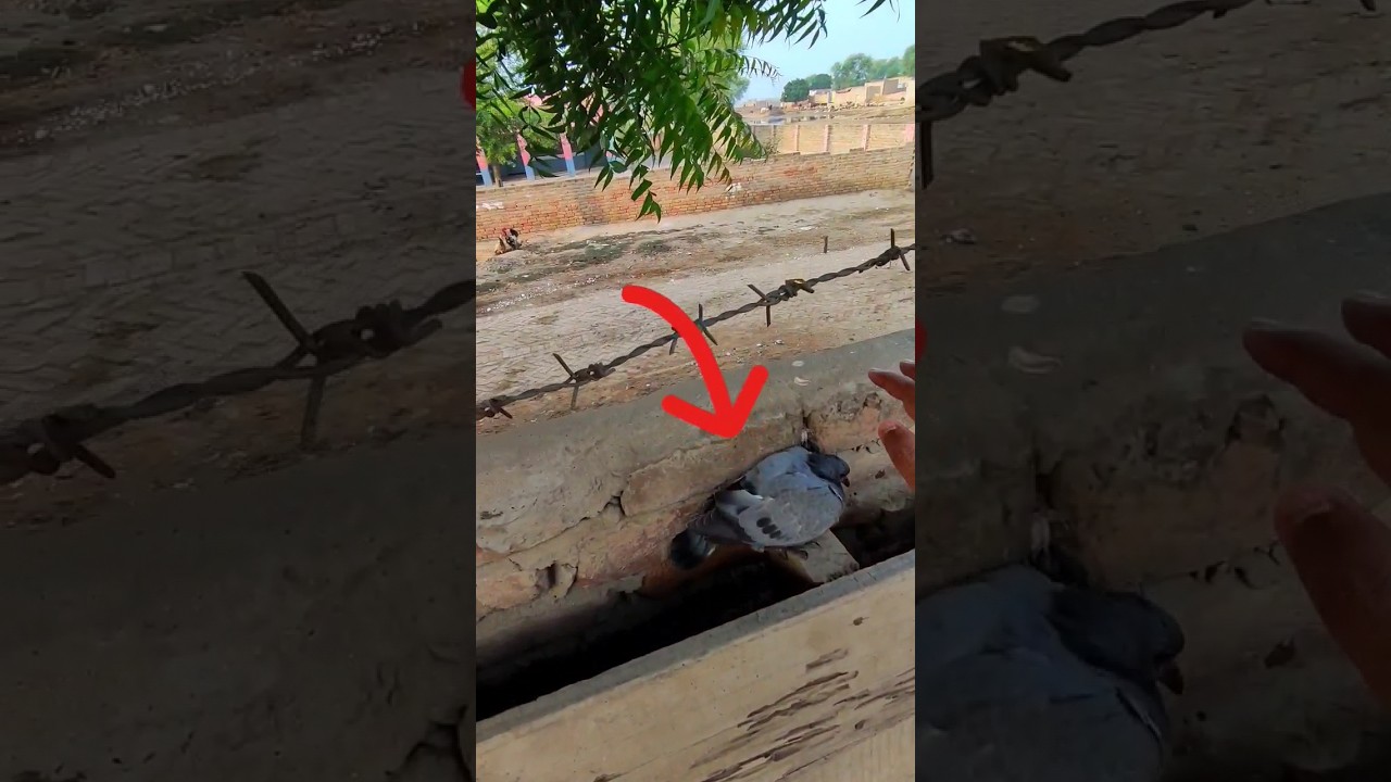 Jungli kabutar Ka bacha aaj pakda❤️😍 #pigeon #fancypigeon #kabutar #pigeonlofts