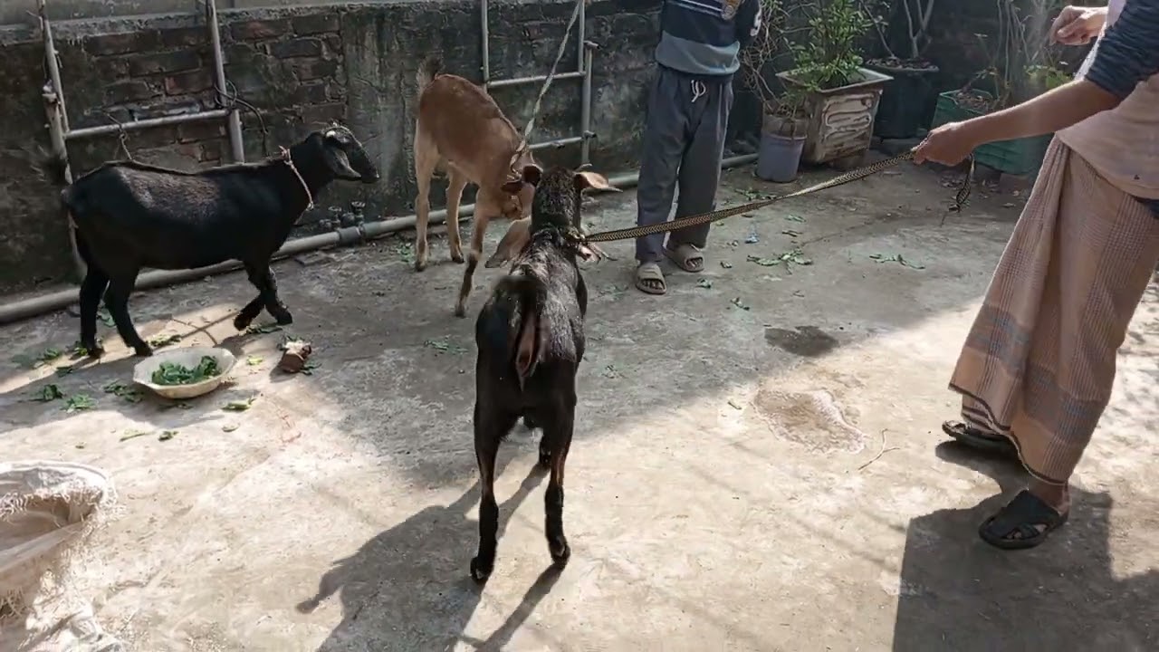 Salu & kalu r kala