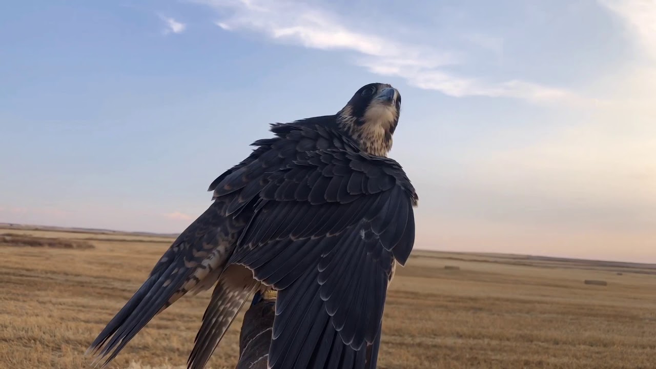 Altaner&iacute;a primeros vuelos 2020